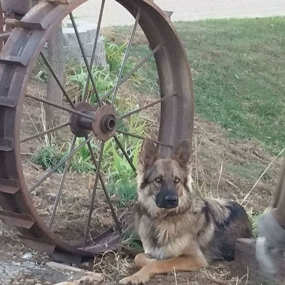 Meet your Posher, Mark n betty - Picture 1 of 1